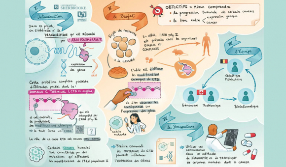 © FRQ, F.R.S. - FNRS / CpiG - Élucidation du code CTD de l’ARN polymérase II dans les cellules saines et cancéreuse © FRQ, F.R.S. - FNRS / CpiG - Élucidation du code CTD de l’ARN polymérase II dans les cellules saines et cancéreuse